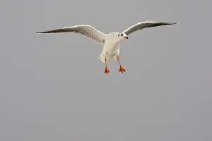 Ridibundus: Black-headed gull