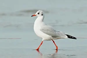 Ridibundus: Black-headed Gull