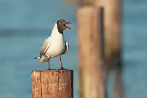 Ridibundus: Black-headed Gull