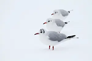 Ridibundus: Black-headed Gull