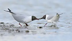 Ridibundus: Black-headed gull