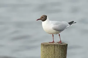 Ridibundus: Black-headed Gull