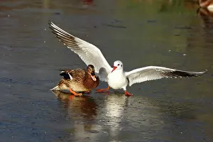 Ridibundus: Black-headed Gull