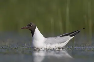 Ridibundus: Black-headed Gull - adult gull in breeding plumage