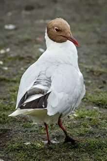 Laridae: Black-Headed Gull - adult with summer plumage