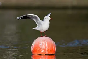 Buoy: Black Headed Gull - on buoy - winter