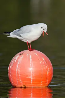 Buoy: Black Headed Gull - on buoy - winter