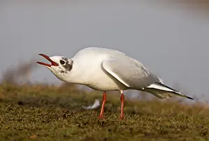 Chroicocephalus: Black-headed Gull - calling; in late winter/early