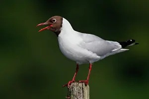 Picket: Black-headed Gull calling on a wooden post, Semblan cay