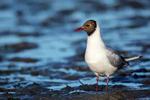 Ridibundus: Black-headed Gull (Chroicocephalus ridibundus)