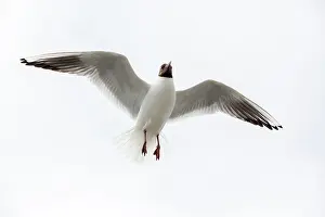 Ridibundus: Black-headed Gull (Chroicocephalus ridibundus) in
