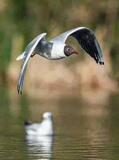 Ridibundus: Black-headed Gull (Chroicocephalus ridibundus) in