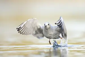 Gull: Black-headed Gull (Chroicocephalus ridibundus) flying