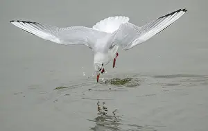 Gulls: Black-headed gull, Chroicocephalus ridibundus, i