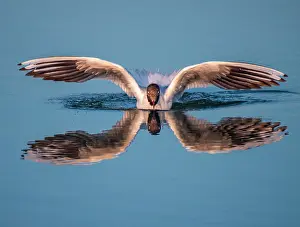 Flaps: Black-headed Gull (Chroicocephalus ridibundus) landing