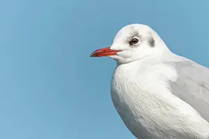 Seagull: Black-headed gull (Chroicocephalus ridibundus) Portrait