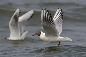 Gull: Black-headed gull (Chroicocephalus ridibundus) in summer plumage