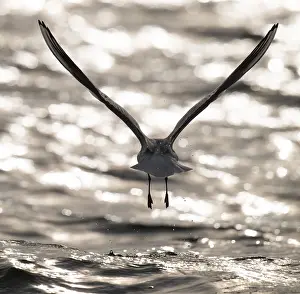 Gull: Black-headed gull (Chroicocephalus ridibundus) in summer plumage