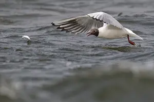 Gull: Black-headed gull (Chroicocephalus ridibundus) in summer plumage
