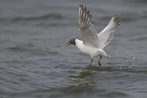 Gull: Black-headed gull (Chroicocephalus ridibundus) in summer plumage