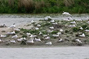 Melanocephalus: Black-headed Gull colony - with some Mediterranean