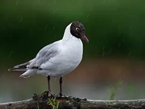 Ridibundus: Black-headed Gull on a dead tree beside a pond in