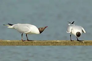 Rspb: Black-headed Gull - displaying