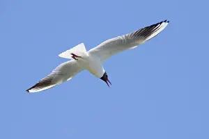 Chroicocephalus: Black-headed Gull - in flight