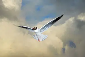 Laurus: Black-headed Gull - in flight