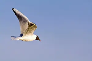 Chroicocephalus: Black-headed Gull - in flight