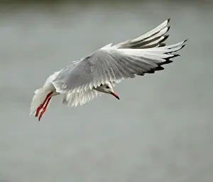 Ridibundus: Black Headed Gull in flight