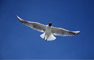 Gulls: BLACK-HEADED GULL - in flight
