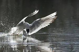 Ridibundus: Black-headed Gull flight