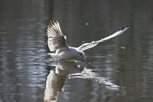 Ridibundus: Black-headed Gull flight