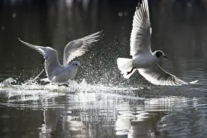 Ridibundus: Black-headed Gull flight