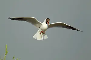 Rspb: Black-headed Gull - in flight coming in to land