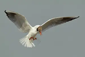 Rspb: Black-headed Gull - in flight coming in to land