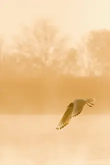 Chroicocephalus: Black-headed Gull - in flight at misty sunrise