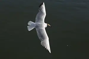 Helsinki: Black-headed Gull - In flight - off the coast of