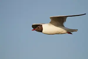 Ridibundus: Black Headed Gull in flight summer