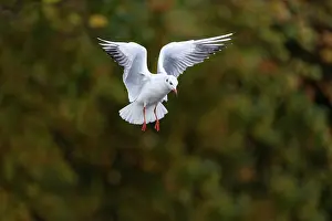 United Kingdom: Black Headed Gull - Flight - Winter - UK