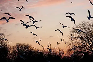 David Kilbey: Black-headed Gull - flock of black headed gulls