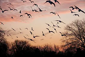 David Kilbey: Black-headed Gull - flock of black headed gulls