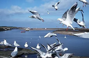Gulls: BLACK-HEADED GULL - group at shoreline, in flight
