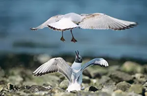 Squabbling: Black-Headed GULL - Two immature birds squabbling