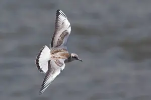 Chroicocephalus: Black-headed Gull - immature in flight