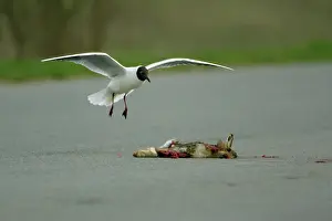Roadkill: Black-headed Gull - landing beside road-kill carrion
