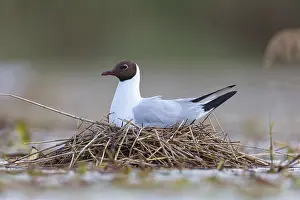 Caring: Black-headed gull (Larus ridibundus), breeding at