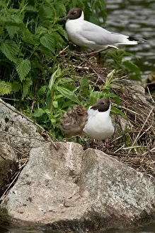Ridibundus: Black-headed Gull (Larus ridibundus) with chick