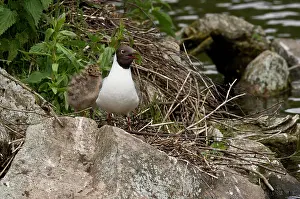 Ridibundus: Black-headed Gull (Larus ridibundus) with chick